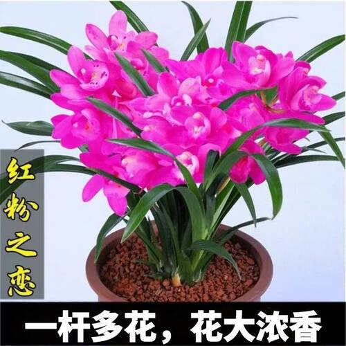 浓香型建兰四季花大蕙兰红粉之恋