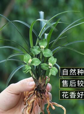 矮种绿云梅兰花精致盆栽庭院美化