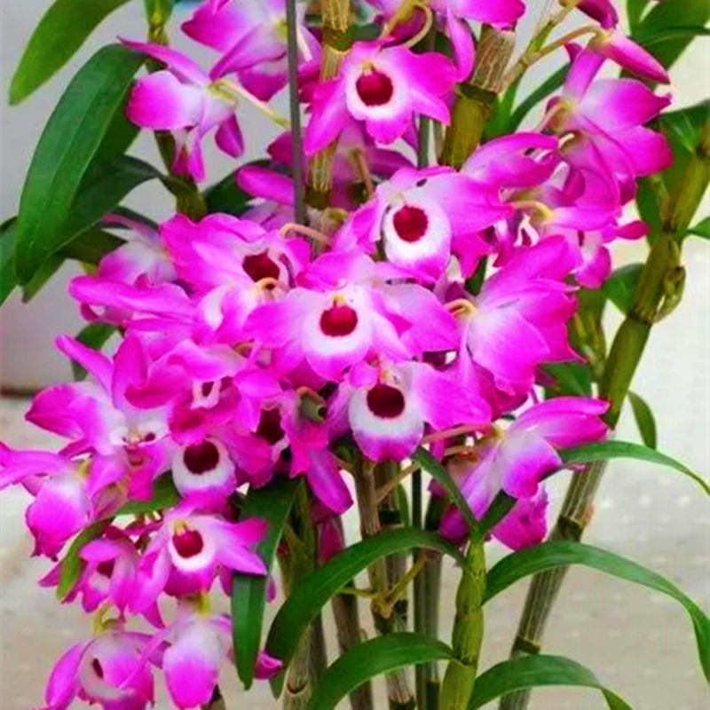 名贵石斛兰花苗石斛盆栽洋兰花浓香花卉办公室绿植阳台香水石斛