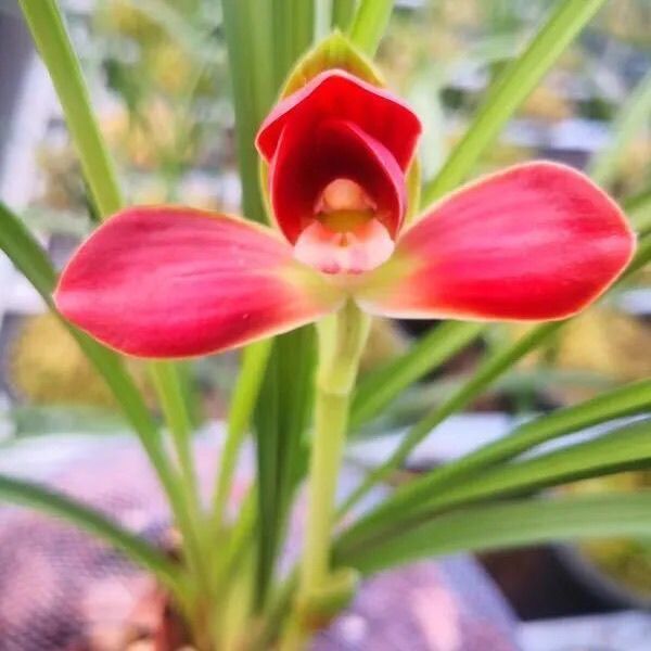兰花带花苞新品【天人合一】室内外绿植阳台盆栽花卉大全好养