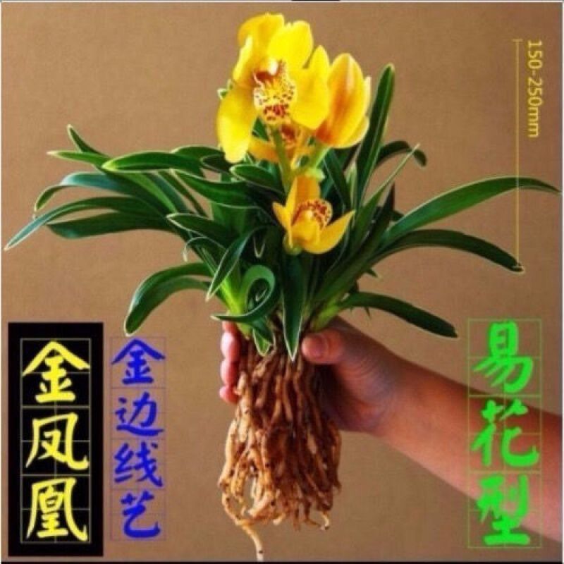 金边矮种兰花苗当年开花【玉芙蓉】浓香型建兰室内绿植盆栽好养活