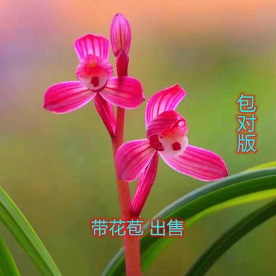 兰花带花苞【富贵红】当年开花春兰浓香型老种国兰好养活盆栽