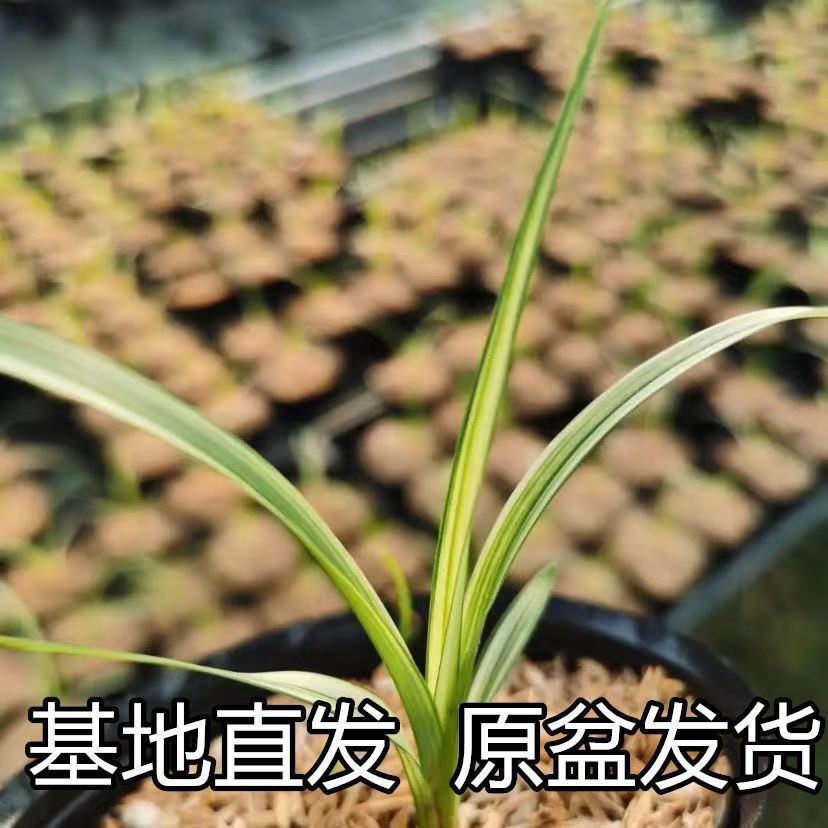 莲瓣兰云南兰花苗中透艺阳台办公室室内盆栽绿植好养花卉原盆发货