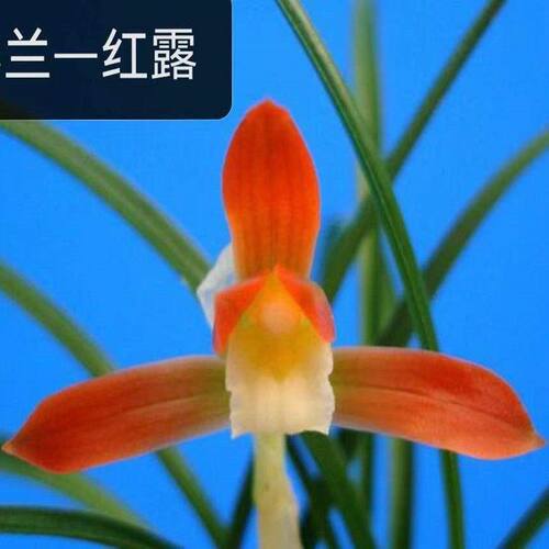 兰花花苞新店开张新品名贵花苗带