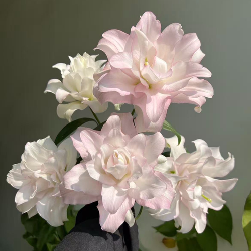 冰美人重瓣百合-云南直发鲜花家居水养鲜切花