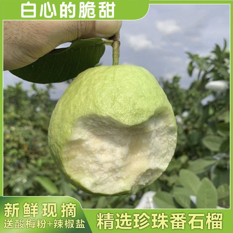 正宗珍珠白心番石榴脆甜爽口孕妇鸡屎当季产地直发芭乐白心老桩