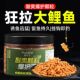 鱼在飞钓鲤鱼专用颗粒巨物皮筋颗粒钓饵野钓黑坑大物挂饵鲤鱼窝料