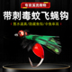 带翅毒蚊飞蝇钩微物路亚饵钓组毛钩毒虫马口白条餐条瓜子亮片假饵