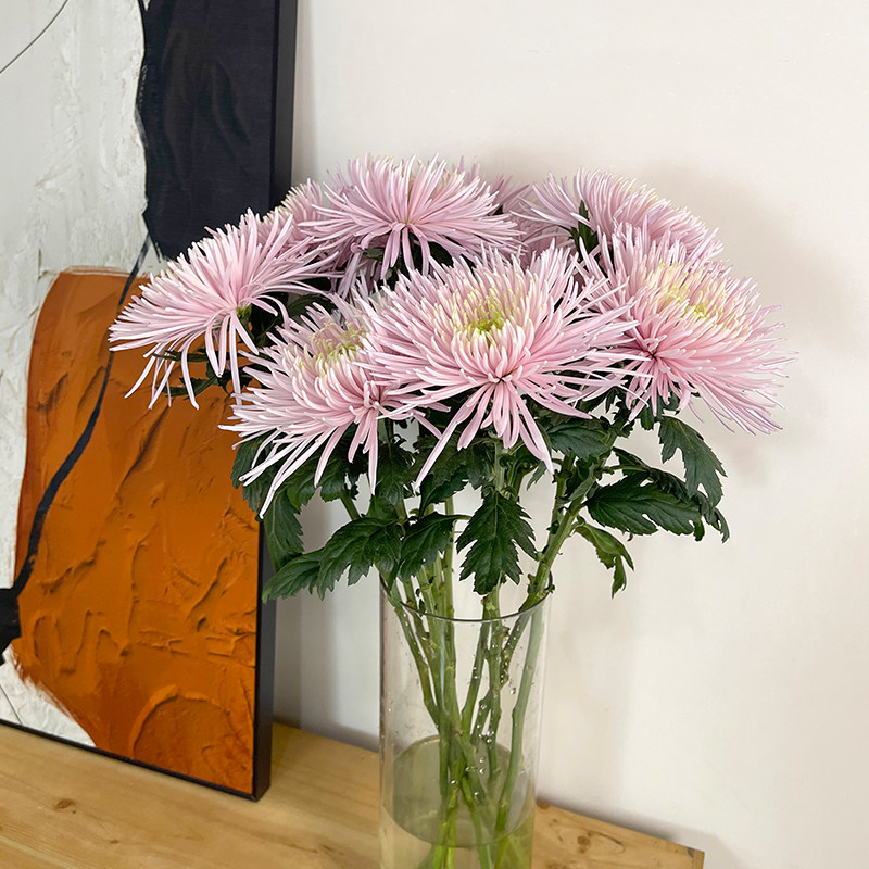 【精品】新鲜烟花菊安娜菊面包菊鲜花真花家用水培瓶插花云南直发,鲜花速递/花卉仿真/绿植园艺,花材,淘宝优惠券,粉丝福利购,淘宝优惠卷