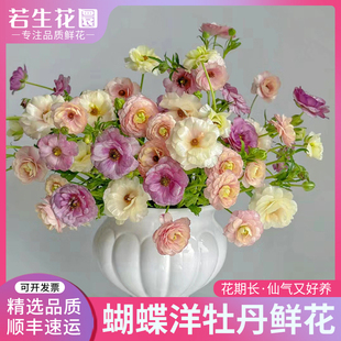 A级蝴蝶洋牡丹鲜切花多色可选家用办公室水培瓶插花花期超长