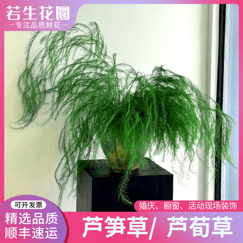 A级芦笋草鲜花切花芦荀草羽毛草婚庆橱窗活动现场装饰插花材