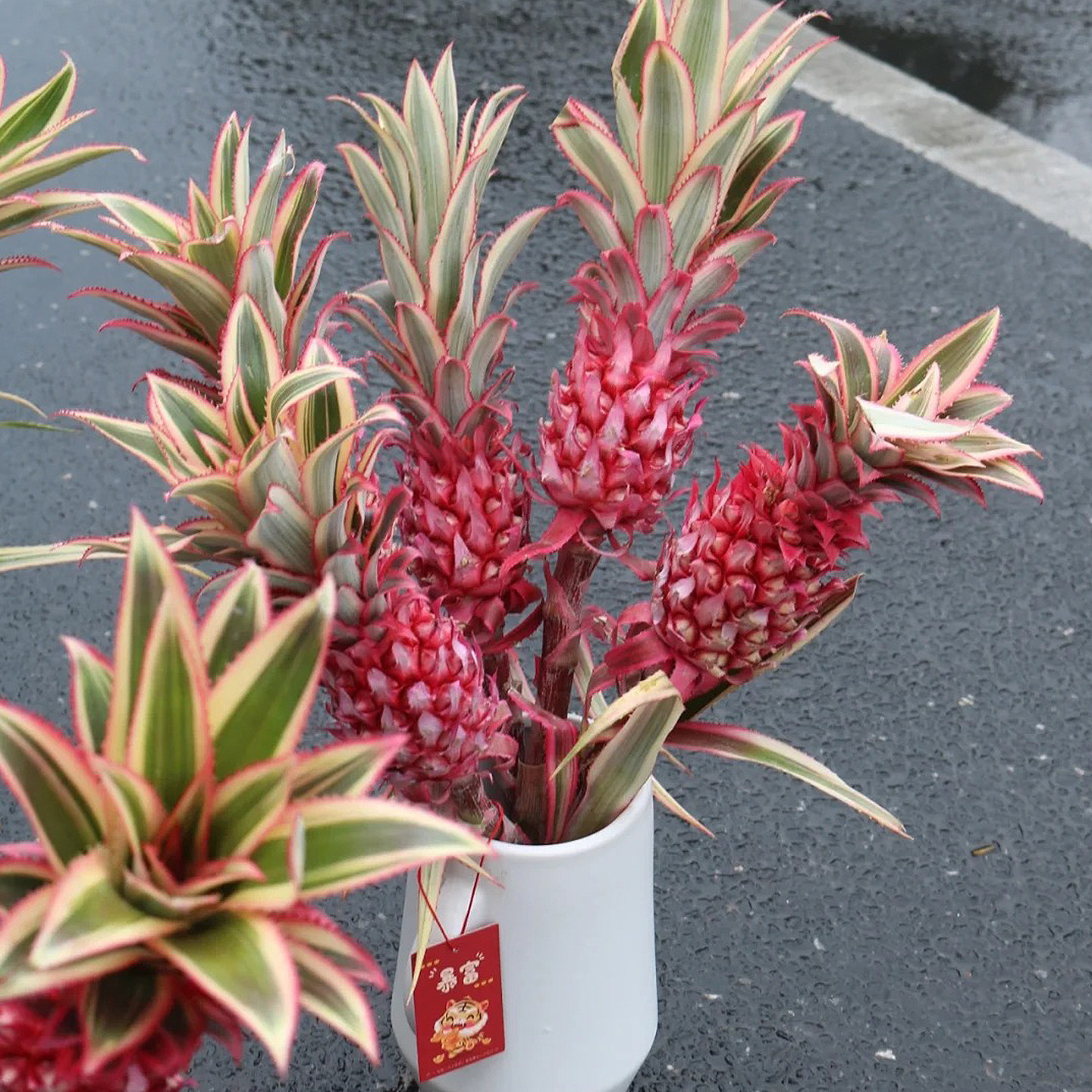 进口粉色菠萝凤梨水培鲜花材日本台湾进口网红观赏植物插花,鲜花速递/花卉仿真/绿植园艺,花材,淘宝优惠券,粉丝福利购,淘宝优惠卷