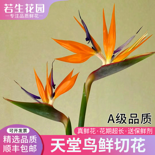 天堂鸟鲜花真花富贵鸟鹤望兰水培