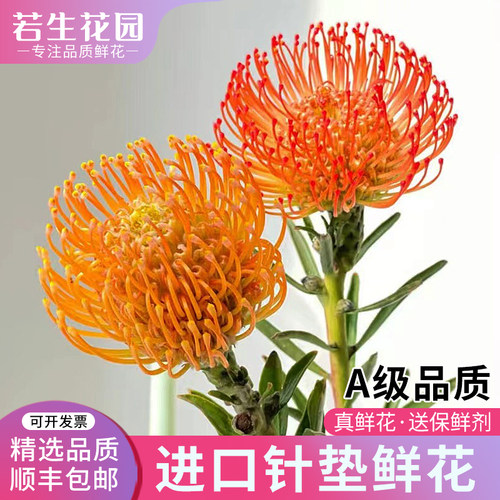A级针垫花南非进口鲜花