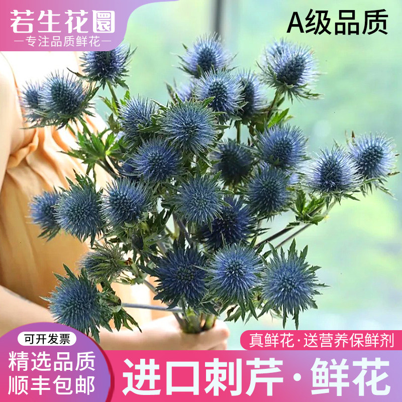 A级进口刺芹鲜花蓝星球鲜花材高端真花束家用水培插花花期超长