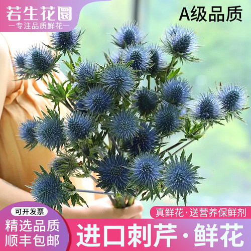 进口刺芹鲜花蓝星球鲜花材高端