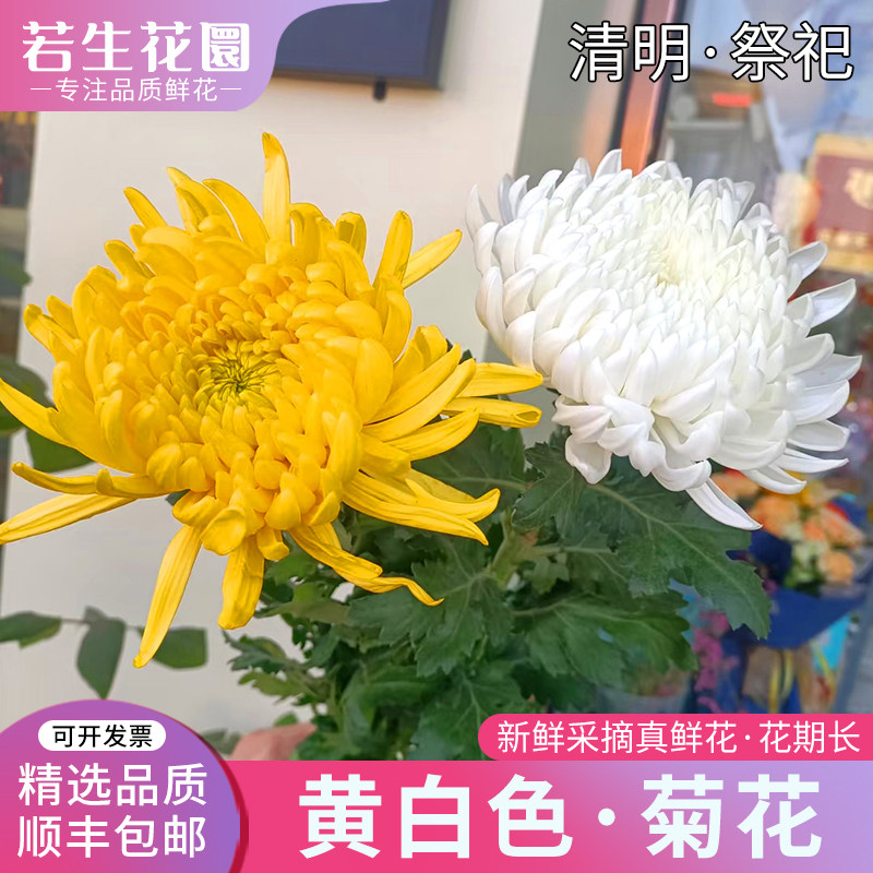 A级黄白色菊花鲜花真花清明节祭祀扫墓哀悼思念亲人花束云南直发