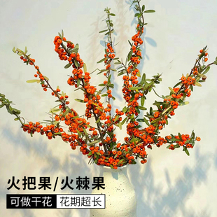 【精品】火把果火棘果鲜花年宵花材过年花束可做干花花期长