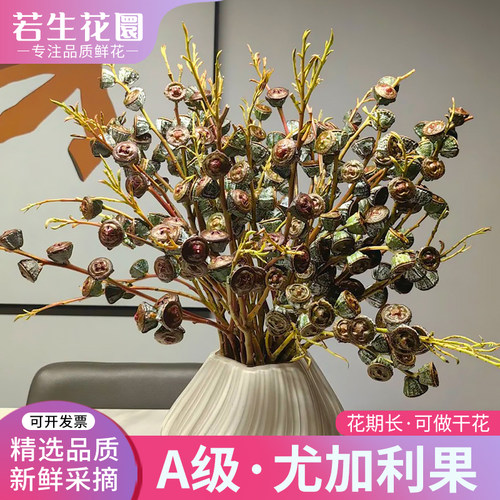 尤加利果老果桉树果鲜花可做干花