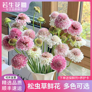 【精品】松虫草鲜花蓝盆花真花多色稀有小众花材水养瓶插花云南发