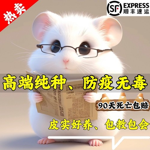 【官方推荐】纯种鼠90天死亡包赔