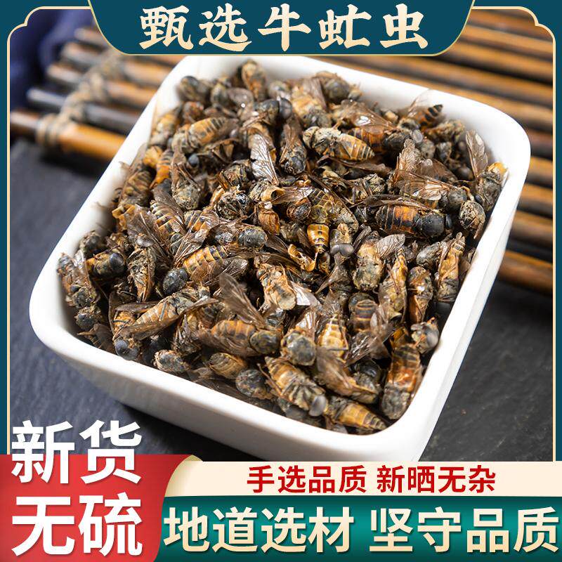 牛虻虫中药材50克 牛虻药 精选大个牛虻虫 绝不掺假 牛虻药材