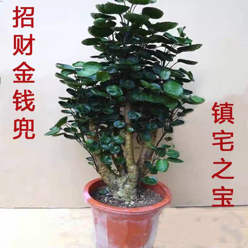 金钱兜盆栽老桩大型绿植圆叶福绿桐钱多多室内客厅发财树好养植物
