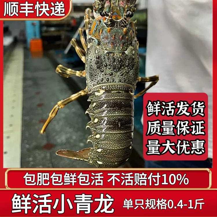 小青龙虾鲜活生猛大龙虾海鲜水产鲜活发货顺丰包活新鲜到家大龙虾