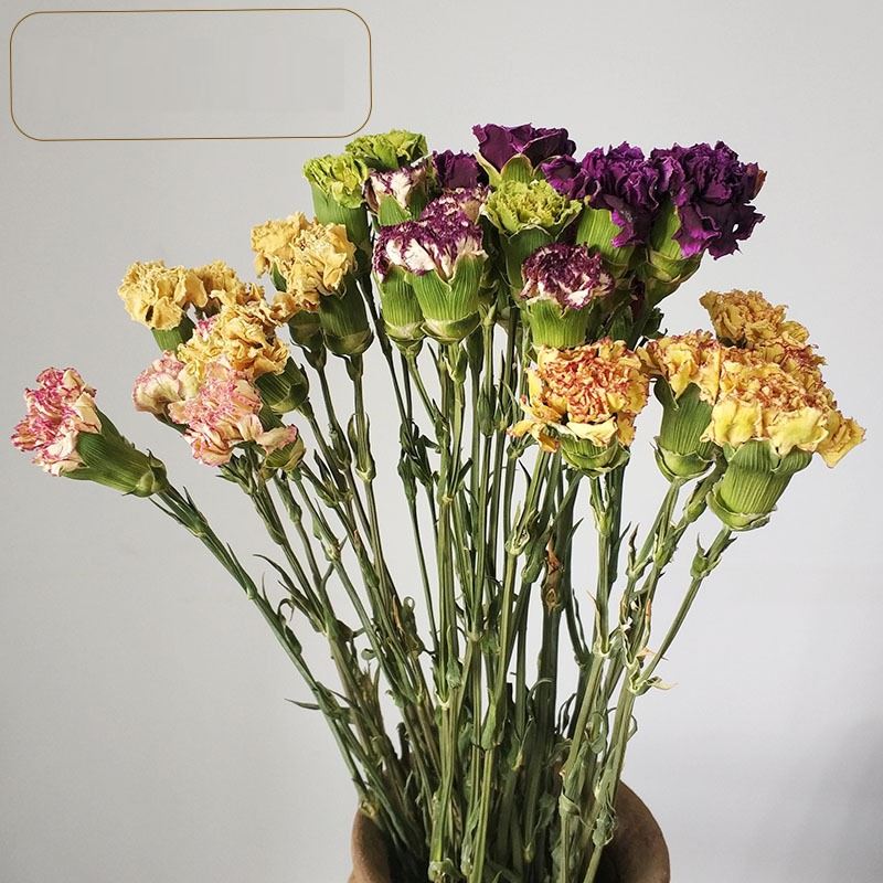 康乃馨干花花束装饰摆设风干花束真花教师节情人节创意礼物乾燥花