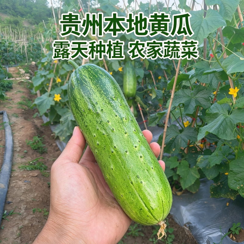 贵州老品种本地黄瓜农家露天种植新鲜水果黄瓜现摘现发当季新鲜