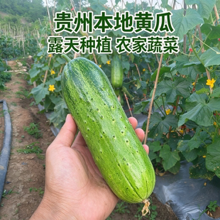 贵州老品种本地黄瓜农家露天种植新鲜水果黄瓜现摘现发当季新鲜