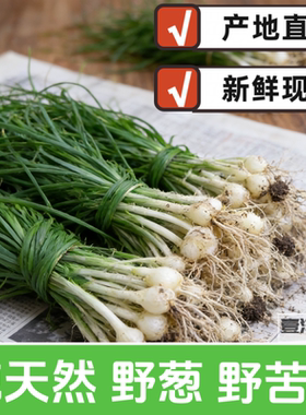 贵州纯天然野生苦蒜小野葱露天当季新鲜蔬菜农家现摘现发露天包邮