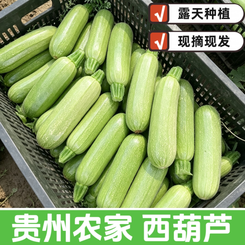 贵州高山西葫芦农家自种小瓜嫩瓜番瓜茭瓜露天现摘当季新鲜蔬菜