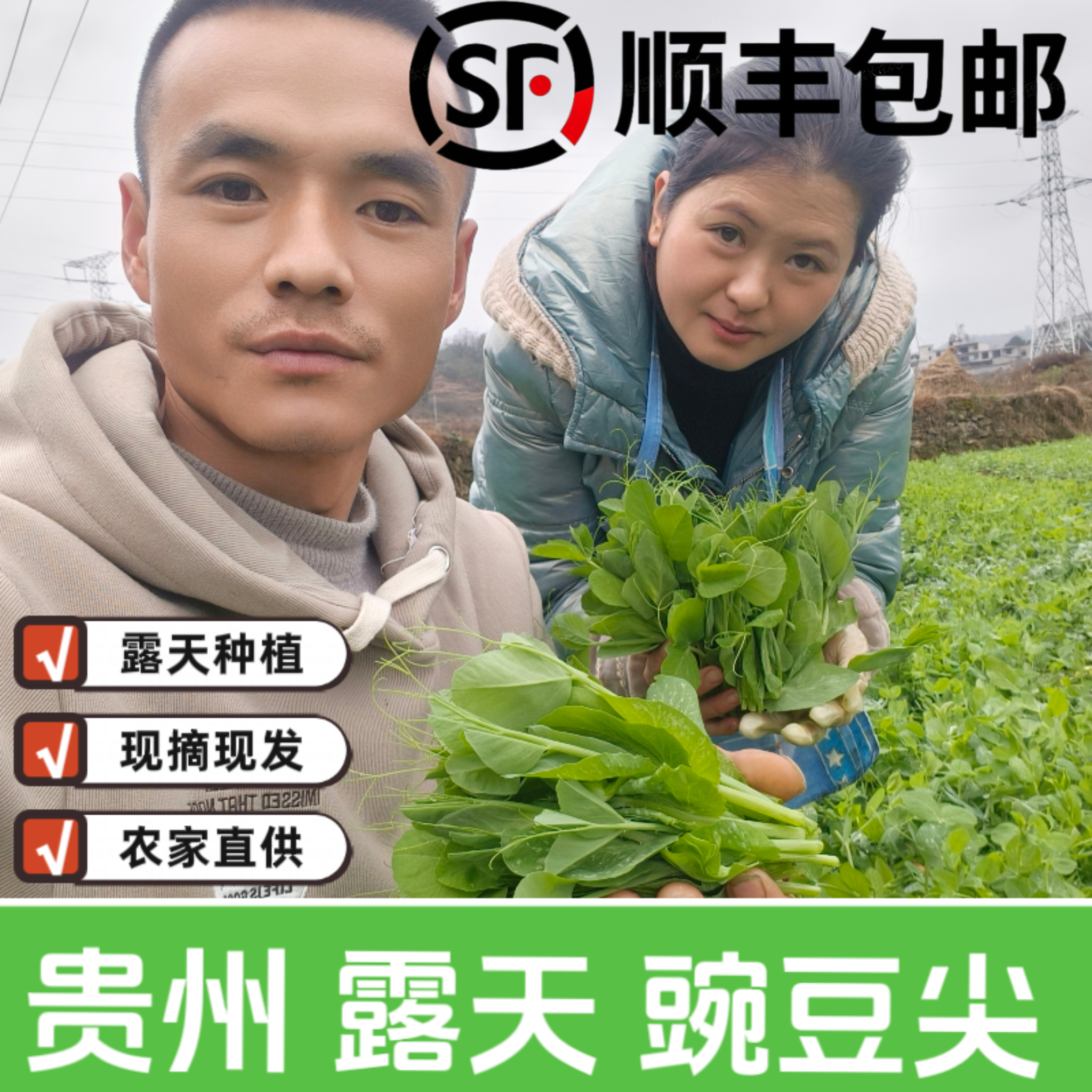 贵州新鲜豌豆尖现摘现发农家自种豌豆尖新鲜蔬菜豌豆尖当季时令