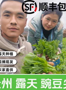 贵州新鲜豌豆尖现摘现发农家自种豌豆尖新鲜蔬菜豌豆尖当季时令