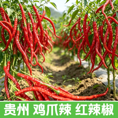 贵州正宗鸡爪辣红辣椒新鲜现摘农家自种泡椒剁椒酱原料当季蔬菜
