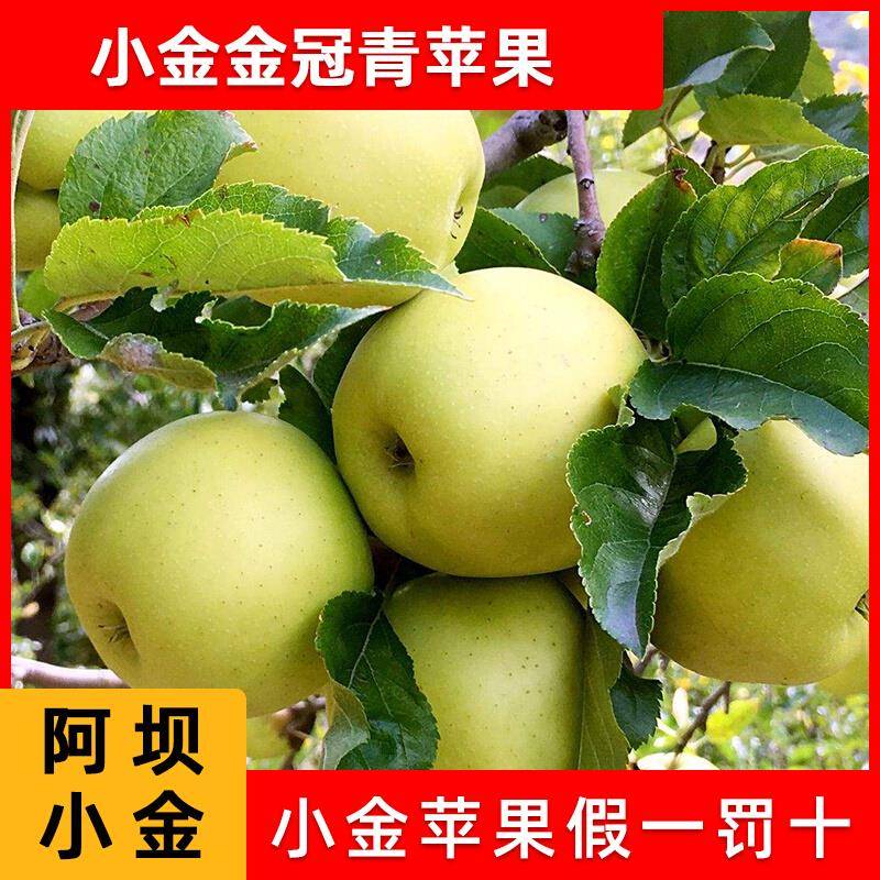 包邮正宗四川阿坝州金冠小金苹果新鲜整箱大中小小金县高原青苹果