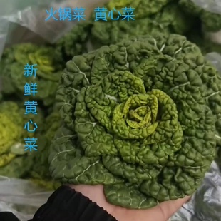 2025年新鲜霜冻黄心菜卷心菜农家黄心乌塌菜霜打菜火锅商用白菜