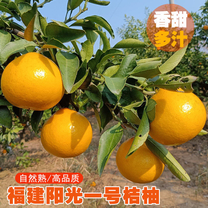 阳光一号柑橘 桔柚 新鲜水果桔子 福建建阳高山甜心柚五斤装包邮