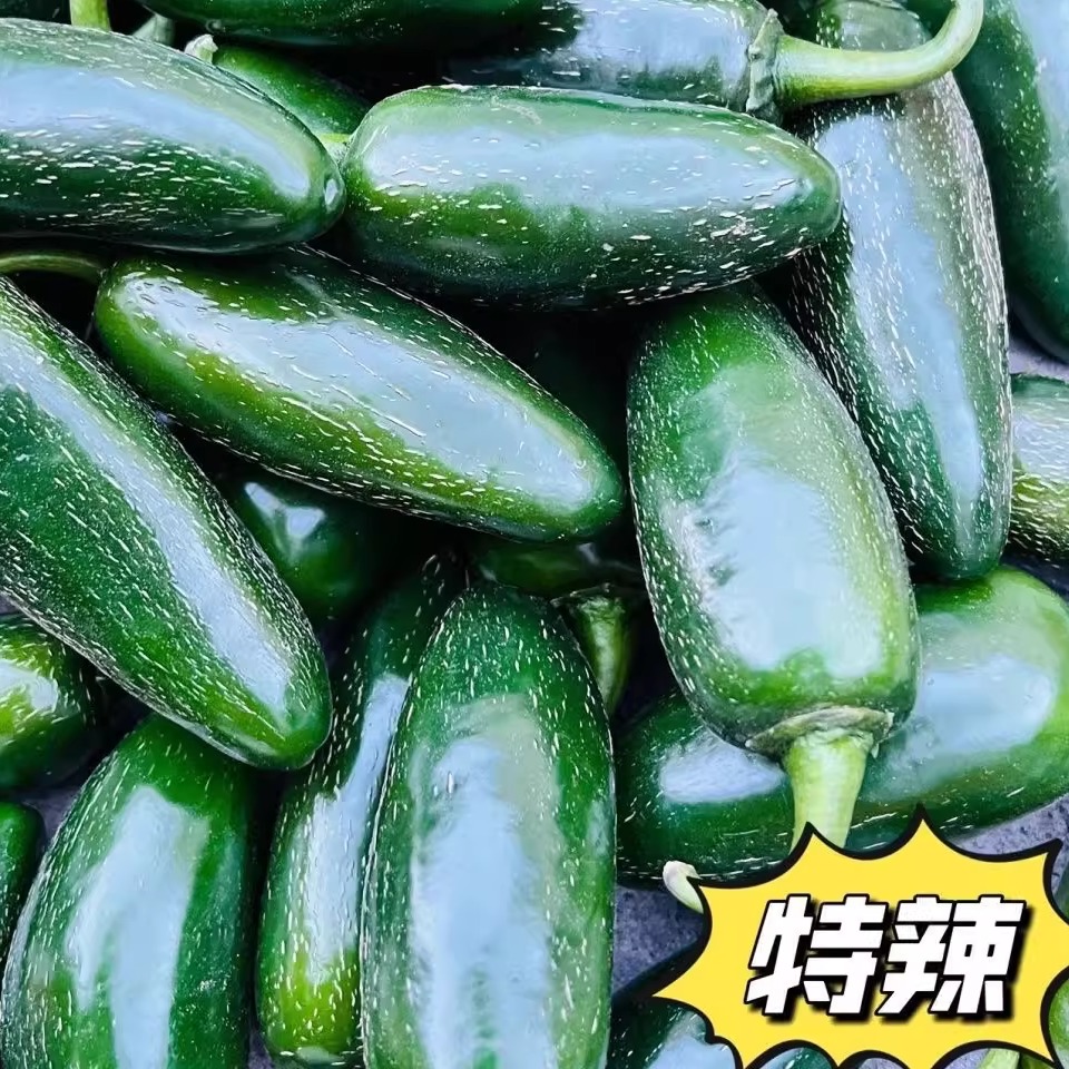 现摘东北辣椒新鲜港椒特辣农家自种超辣东北港椒鲜辣椒jalapeno