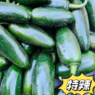 现摘东北辣椒新鲜港椒特辣农家自种超辣东北港椒鲜辣椒jalapeno