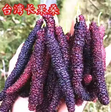 顺丰空运现摘新鲜长条桑葚鲜果牛奶桑椹花香桑葚当季即食泡酒酵素