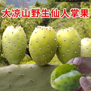 食用仙人掌果实新鲜水果 现应季仙桃大凉山泸定梨果非海