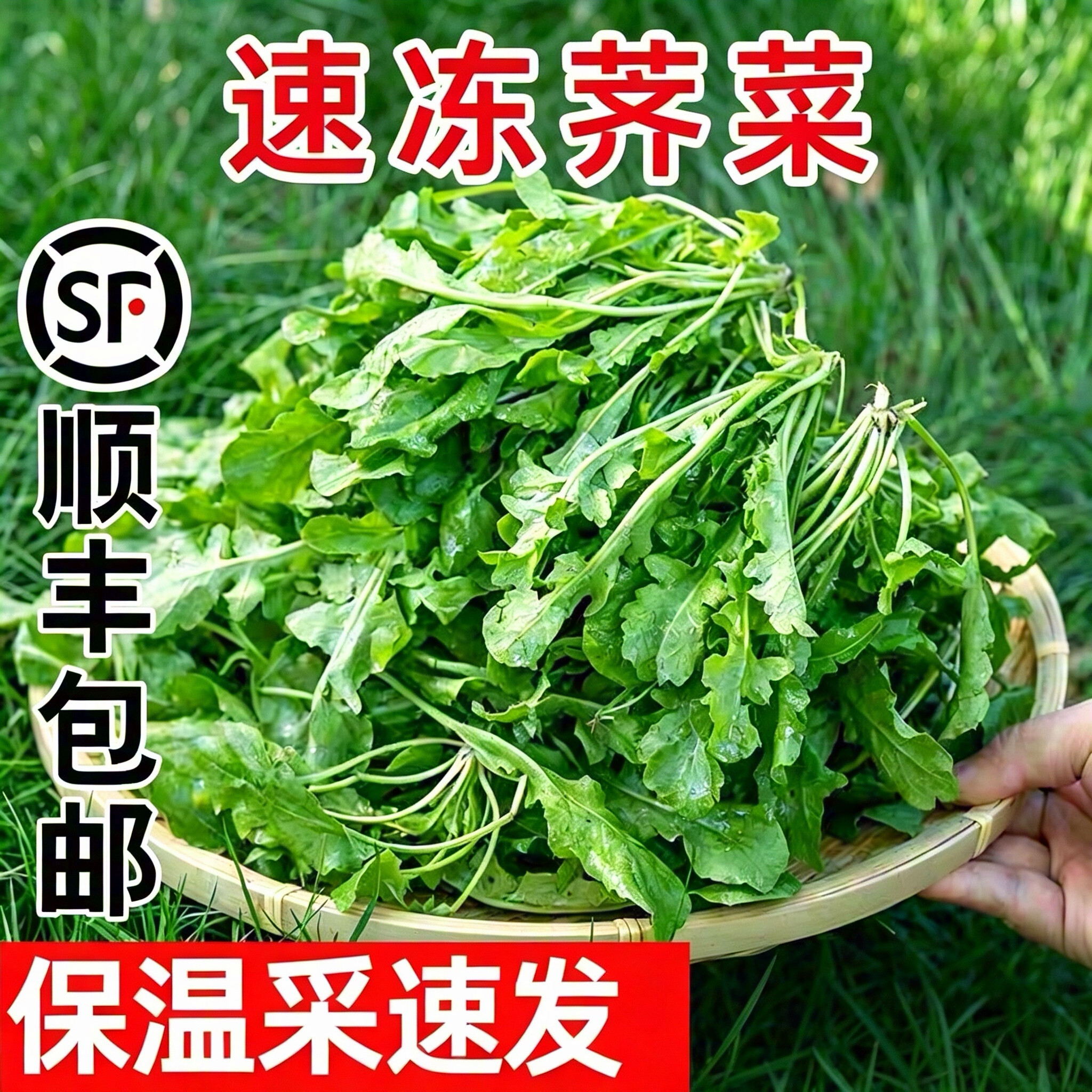 荠菜野菜新鲜速冻顺丰包邮冷冻荠菜现挖现发荠菜新鲜新鲜野荠菜