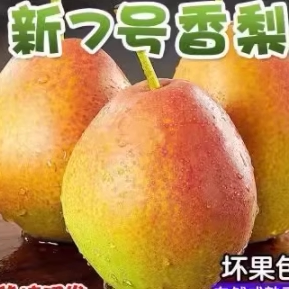 山东阳信媚梨新梨7号七号5斤新鲜水果红香酥梨香梨果园直发包邮