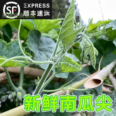 农家野菜苗南瓜尖新鲜蔬菜叶金瓜嫩瓜仔小南瓜藤青菜尖非佛手瓜尖