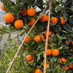 秭归伦晚脐橙当季时令农家果园现摘直发带叶新鲜孕妇水果甜橙子