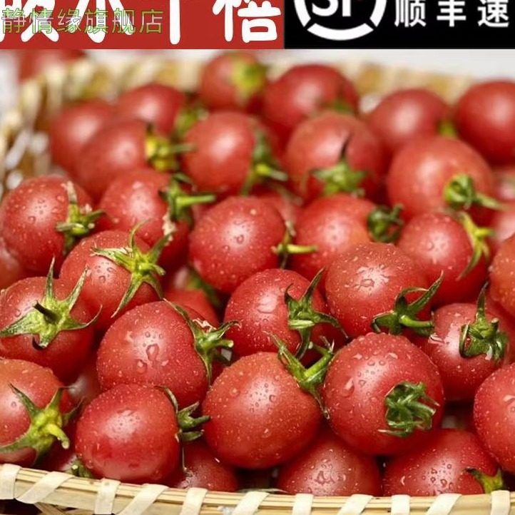 正宗山东千禧圣女果小番茄新鲜孕妇水果整箱,水产肉类/新鲜蔬果/熟食,番茄,淘宝优惠券,粉丝福利购,淘宝优惠卷