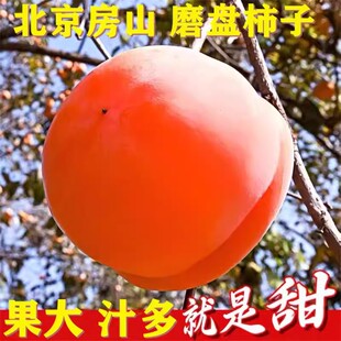 磨盘柿子大柿子软柿子贡柿盆柿鲜甜新鲜贡柿甜软盆柿盘柿房山特产