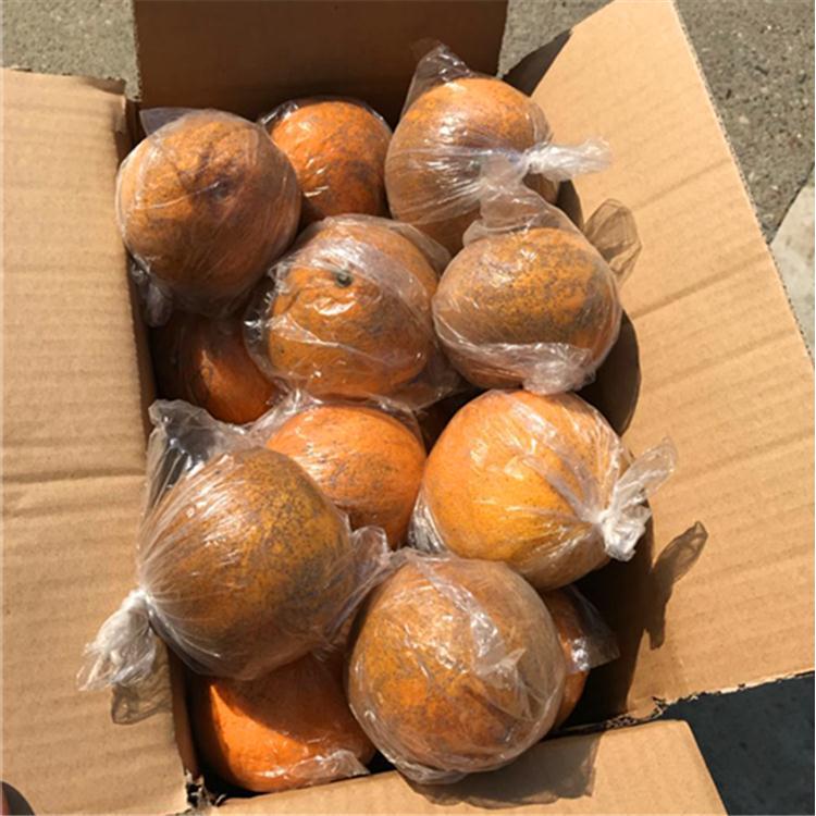 常山胡柚正宗丑难看带花斑